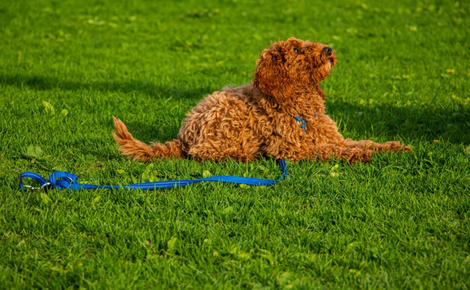 Hvor mange som har fått seg hund under korona er usikkert. Det finnes ingen tall over fødte valper. Men kun valper som blir registrert hos Norsk Kennel Klubb (NKK). Hunden Bodil ligger på gresset og ser opp mot eieren sin.