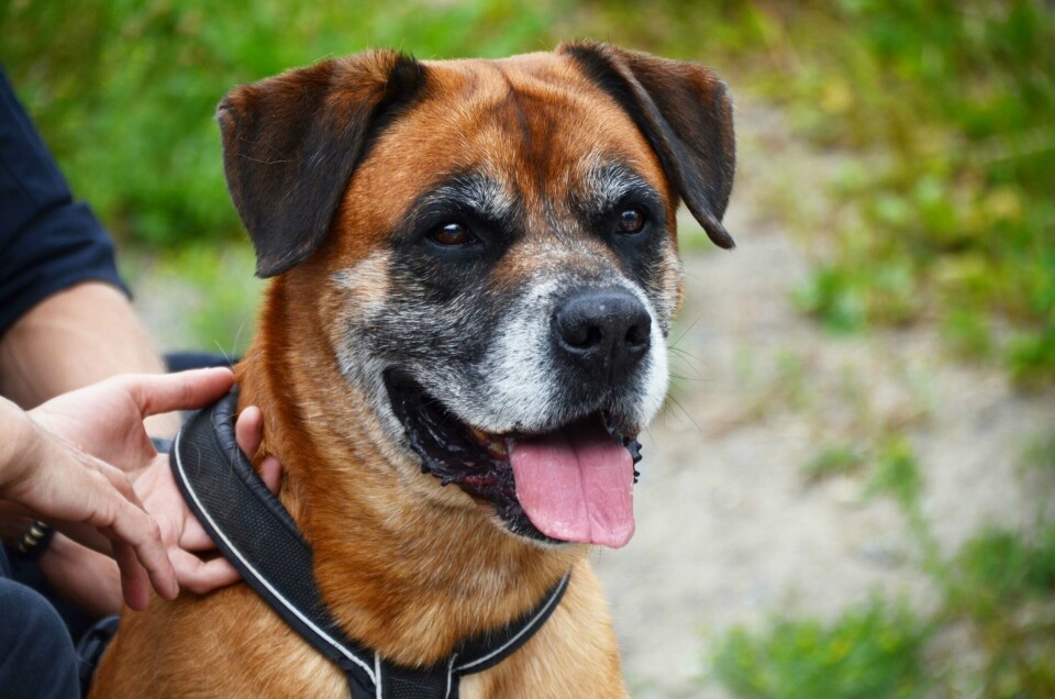 AVLIVES: Hunden Bob kan avlives etter angrep. Det bestemte Høyesterett.