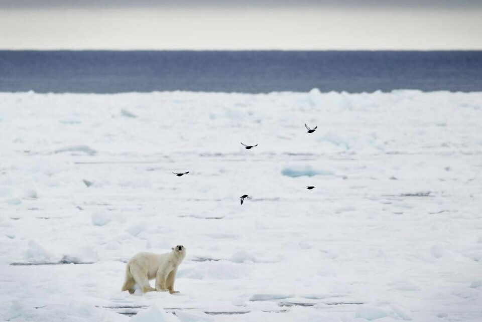 SKREMT: En isbjørn på Svalbard ble skremt. Det kostet turistguiden 12.000 kroner.