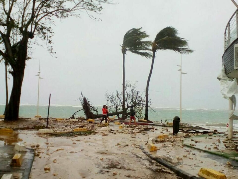 ORKAN: Ekstremværet Maria kan bli sterkere enn Irma. Her har orkanen truffet øya Guadeloupe. Bildet viser pamler som vaier i sterk vind på en strand.