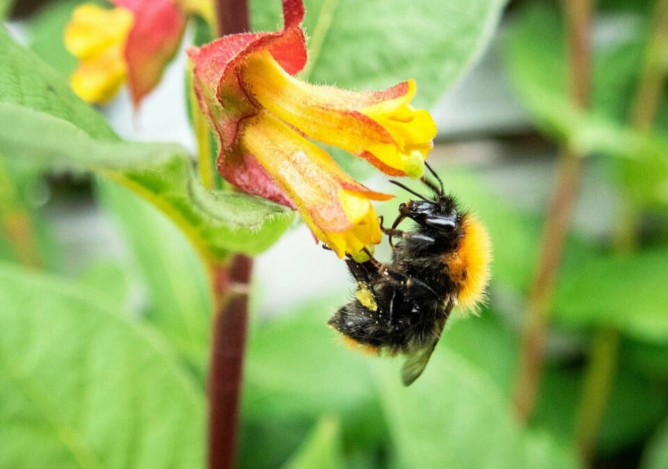 BORTE: Insekter kan bli helt borte om vi ikke endrer landbruket. Det mener forskere.