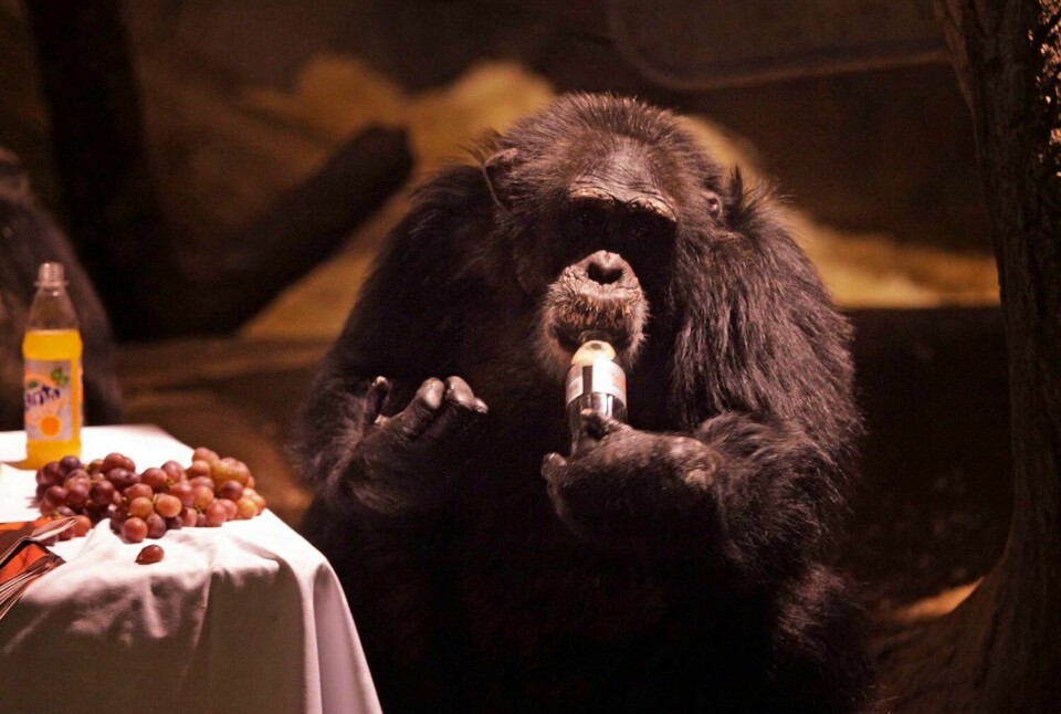 SYK: Sjimpansen Julius fikk i seg narkotika. Han ble alvorlig syk. Bildet viser ham fra en feiring i Dyreparken for noen år siden.