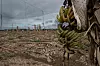 Bildet er av et jorde med mange ødelagte trær. Helt i forgrunnen er en enslig palme med bananer. Det er en ødelagt banan-plantasje i La Lima i Honduras.
