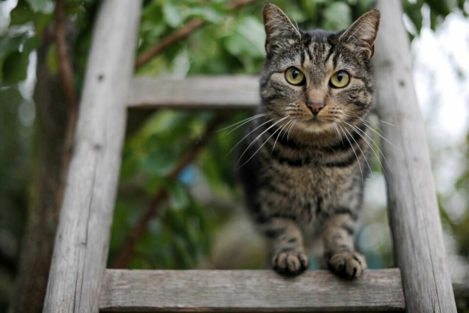 KATT: Barn kan få svar på mye av det de lurer på i podkasten «Fortell meg om». En episode handler om hvorfor katter er redde for vann. Bildet er av en brun og svart katt som titter gjennom en stige.