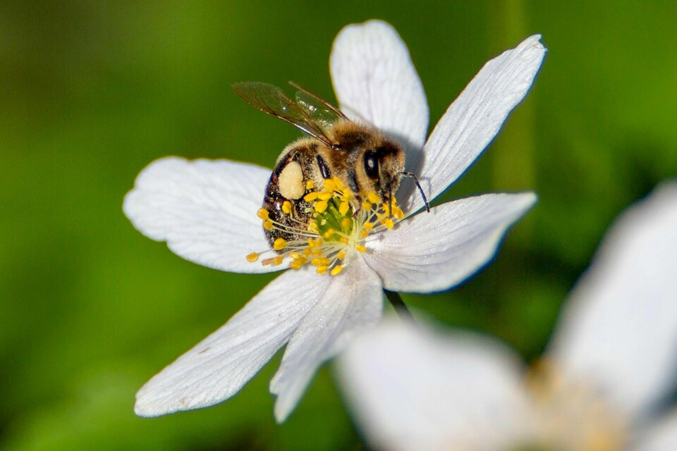 BLIR BEDRE: Situasjonen for bier og andre insekter som sprer pollen er bedre enn det mange var redd for. Men jobben for å redde de fra å bli utryddet må fortsette, sier forskere.