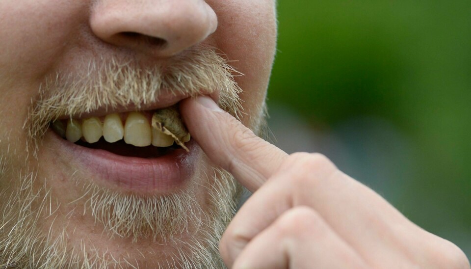 SNUS: 12 prosent av oss snuste hver dag i fjor.