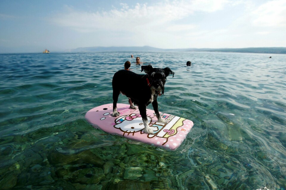 HUNDELIV: Byen Crikvenica i Kroatia er veldig glad i hunder. Nå har de laget til en egen bar på stranden for dem.