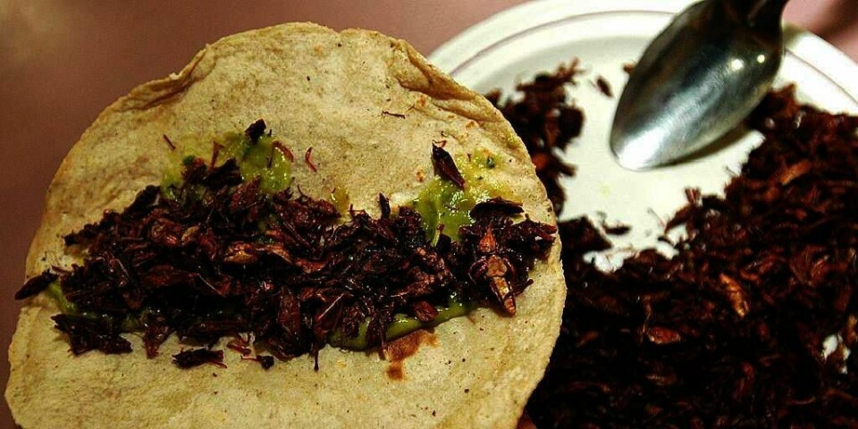 DELKATESSE: I Oaxaca i Mexico er gresshopper en vanlig del av menyen. Professor Arnold van Huis håper flere begynner å bruke insekter som mat.