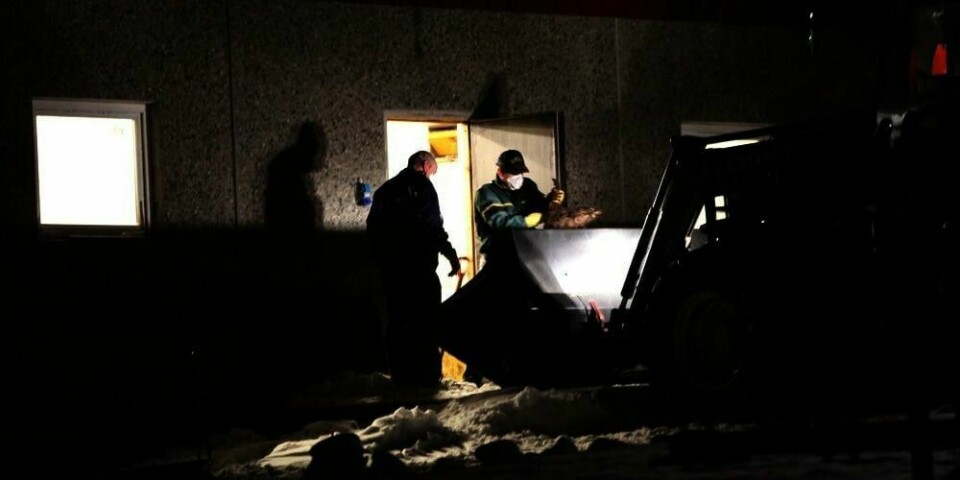 BÆRER: Flere hundre griser skal ha sultet i hjel på en gård i Vestfold. Onsdag kveld ble de døde dyrene båret ut fra fjøset. Mattilsynet vil anmelde personen som eier gården.