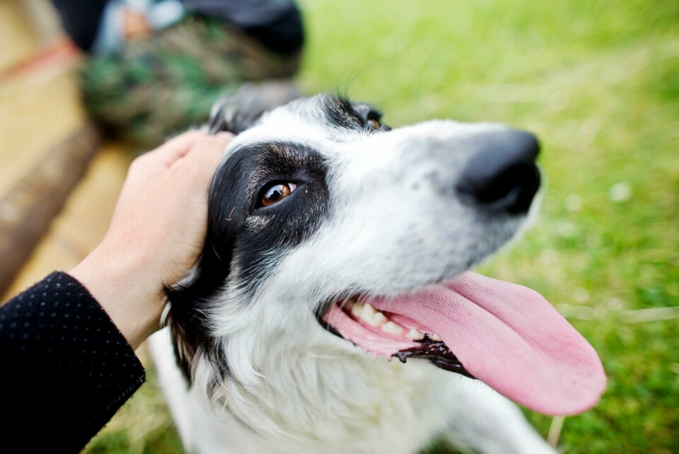 HUND: Lukten av stressete personer påvirker følelsene til hunder, viser en ny studie. Frå 1. april trer den landsdekkjande bandtvangen i kraft. Foto: Kyrre Lien / NTB / NPK