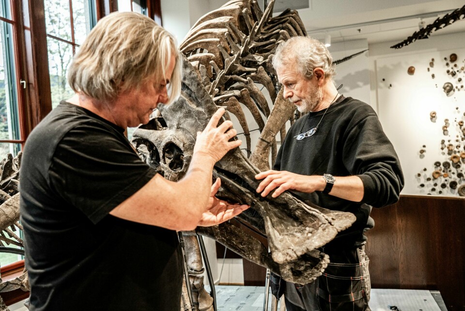 DINOSAURER: Jørn Hurum og Bjørn lund setter sammen dinosaur-skjeletter på Naturhistorisk museum. De siste justeringene gjøres i forkant av lørdagens åpning av den nye utstillingen. Til venstre palenteolog Jørn Hurum og til høyre avdelingsingeniør Bjørn Lund. Foto: Thomas Fure / NTB