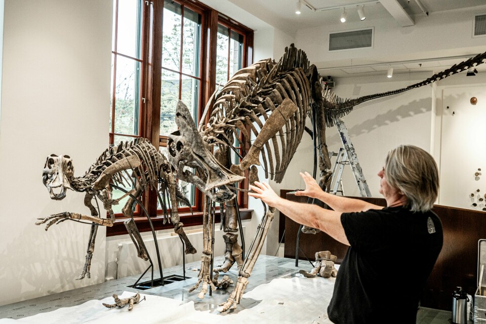 NORGES FØRSTE: Zelda og Zara er Norges første ekte dinosaur-skjeletter. De urgamle fossilene holdes oppe ved hjelp av en spesiallagd stålkonstruksjon som er lagd i Italia. Foto: Thomas Fure / NTB