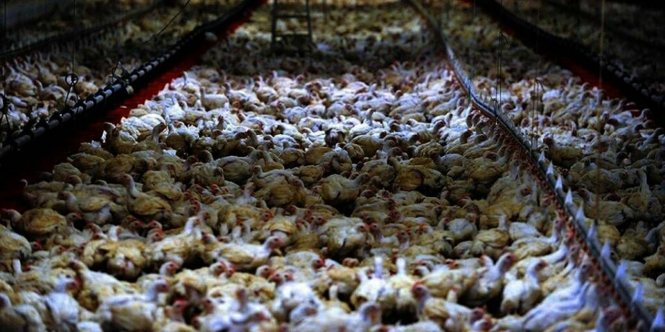 SYKE: Kyllinger på en gård i Nederland er smittet av viruset fugleinfluensa. De må slaktes. Gårder får ikke frakte kyllinger eller egg noe sted. Også på en gård i Storbritannia er dyr syke med viruset.