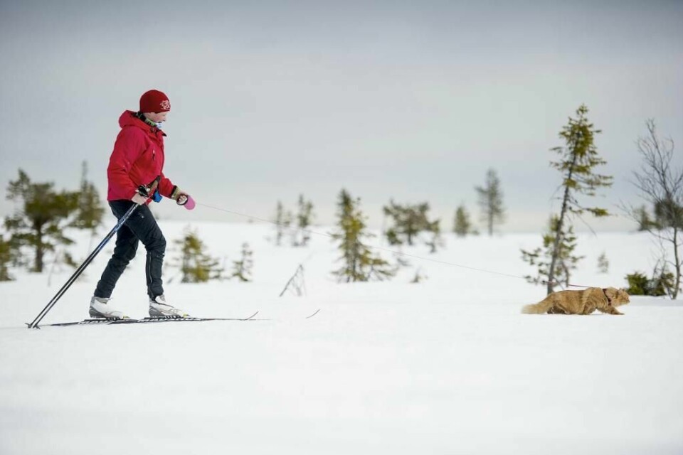 KJENDIS: Om vinteren er Jesperpus med i skisporet. Her trekker han matmor Aina Stormo.