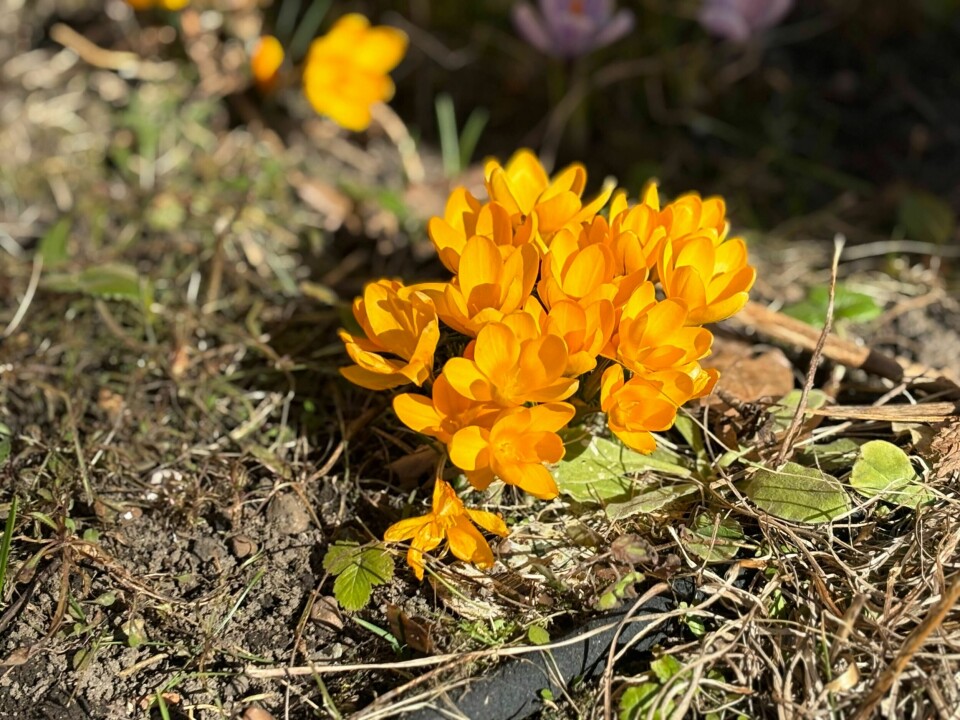 VÆR: Østlandet og Sørlandet har hatt tørt og solrikt vær den siste måneden. Nå kommer det litt regn før sola kommer tilbake igjen. Foto: Anna Nesje / NTB