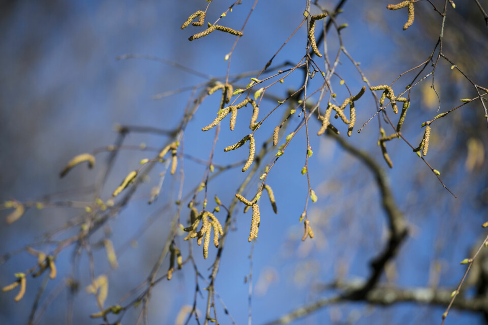 ALLERGI: Allergi mot pollen blir kalt sesongallergi. De fleste som har slik allergi, reagerer på bjørkepollen om våren. Bilde av pollen på et bjørketre. Foto: NTB