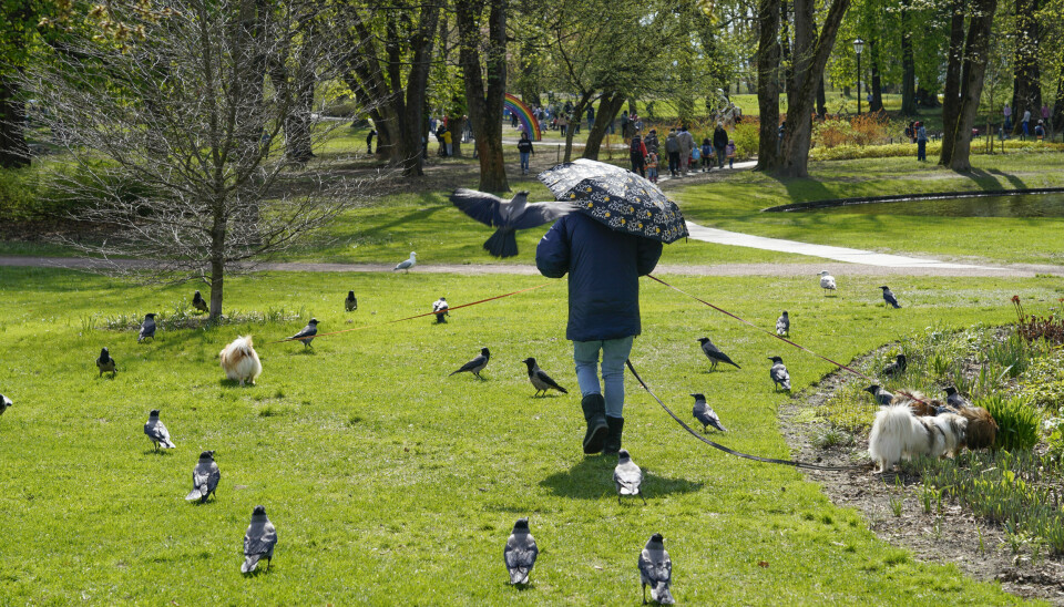 PARAPLY OG SOL: Helga byr på skiftende vær over hele landet. Noen steder kan du få både sol og regn på samme dag. En person går tur med to små hunder omgitt av fugler. Personen holder en paraply selv om det er sol.